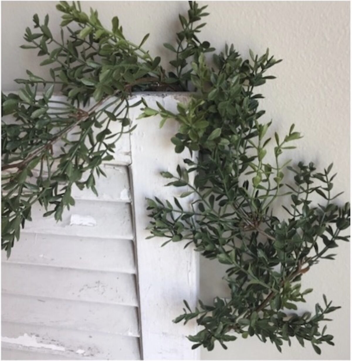 New England Boxwood Greens Garland