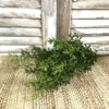 New England Boxwood Greens Large Bush New England Boxwood Greens Large Bush
