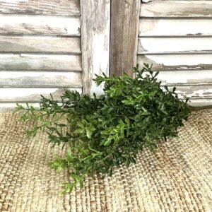 New England Boxwood Greens Large Bush