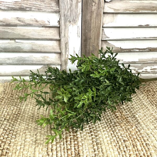 New England Boxwood Greens Large Bush New England Boxwood Greens Large Bush