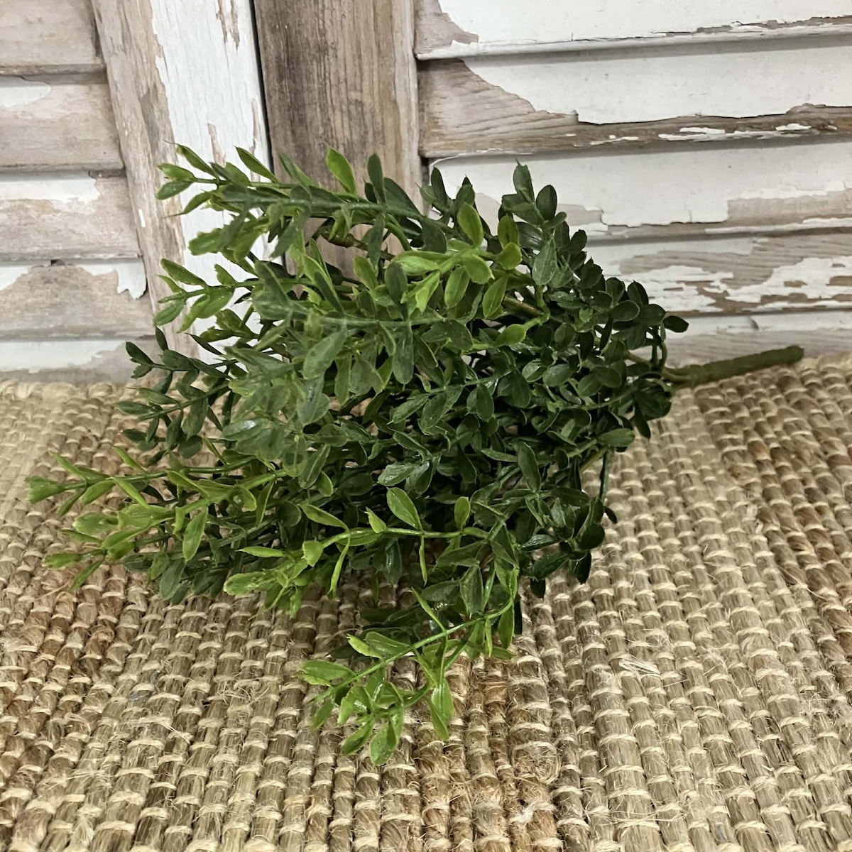 New England Boxwood Greens Small Bush