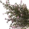 FV91303TT-lavender-asparagus-bush-close-up