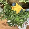 New England Boxwood Greens Mini Candle Ring New England Boxwood Greens Mini Candle Ring