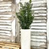 New England Boxwood Greens Large Bush New England Boxwood Greens Large Bush