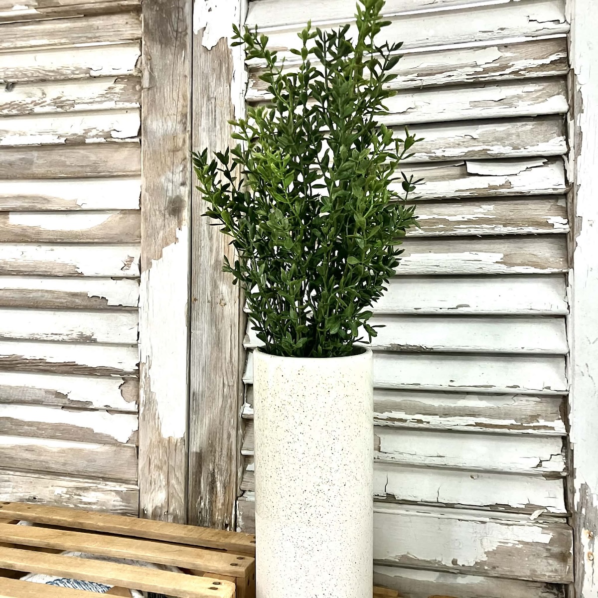 New England Boxwood Greens Large Bush
