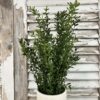New England Boxwood Greens Large Bush New England Boxwood Greens Large Bush