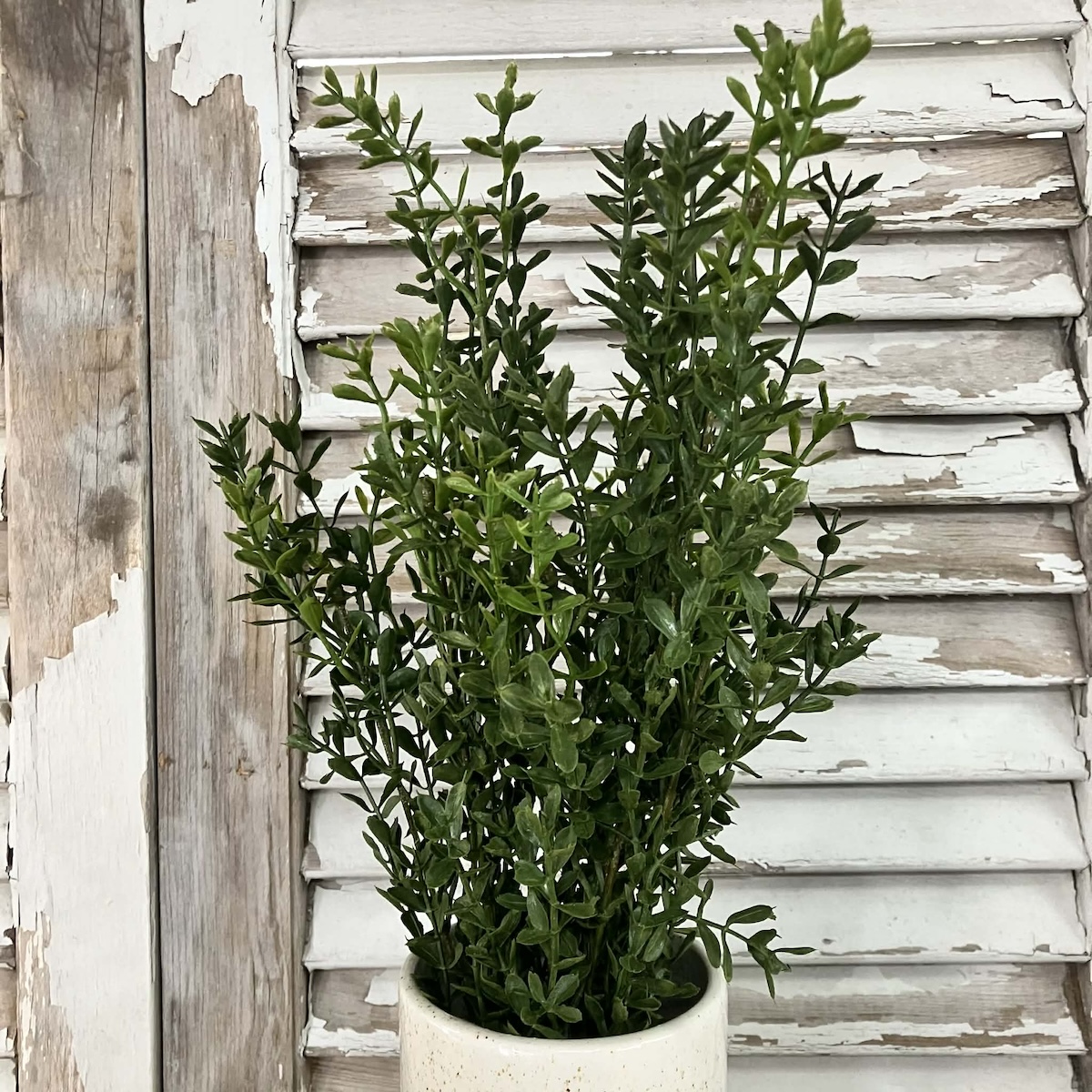 New England Boxwood Greens Large Bush