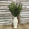 New England Boxwood Greens Small Bush New England Boxwood Greens Small Bush