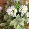 eight-inch-irish-hops-farmhouse-greenery-with-white-flowers-detailed-view