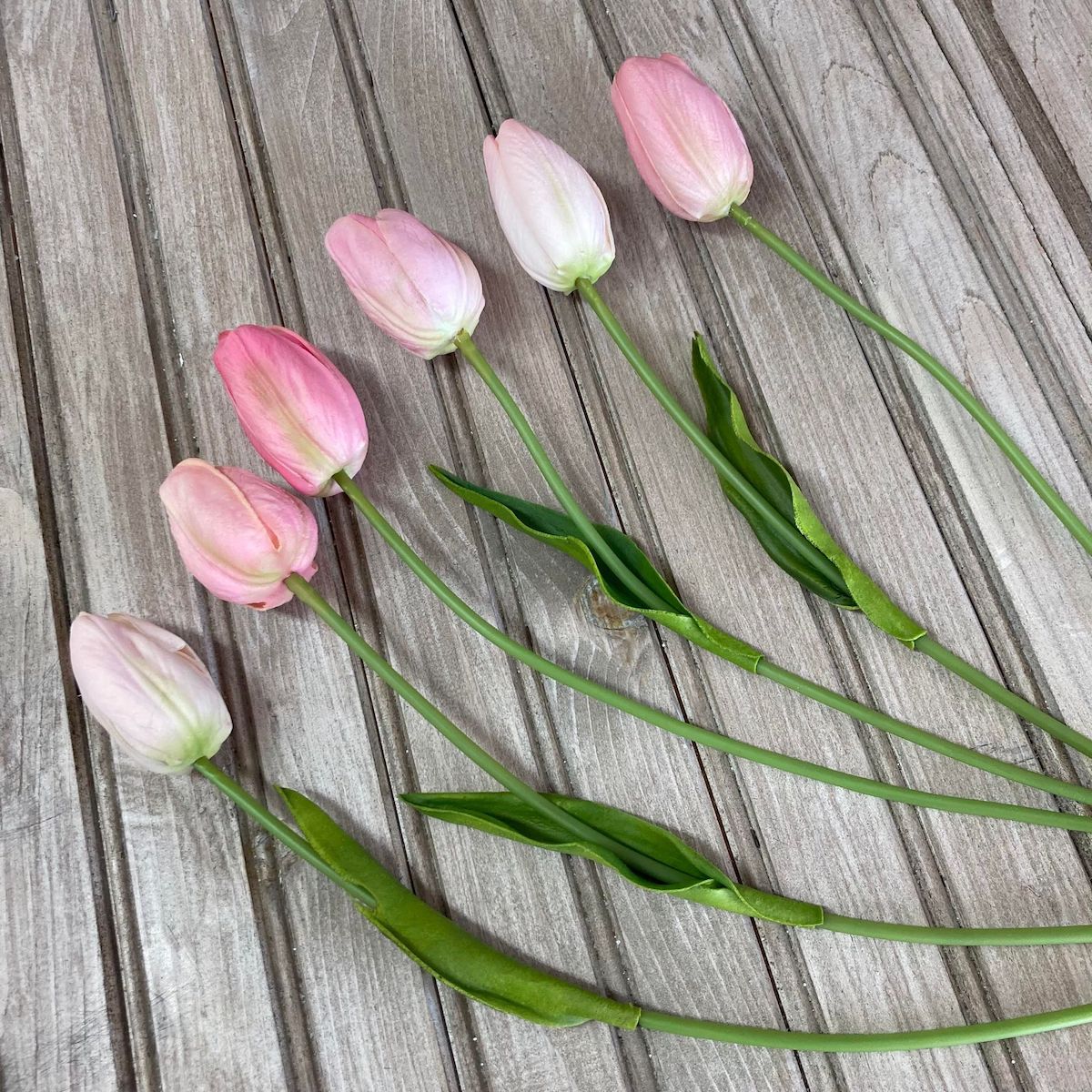 Pink Tulips