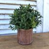 small-boxwood-half sphere-farmhouse-decor-affordable-greenery-in rustic-pot