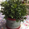 small-boxwood-half sphere-farmhouse-decor-affordable-greenery-in-galvanized-pot