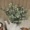 Baby's Twilight Small Bush Twilight Meadows Greens Small Bush