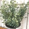 baby’s twilight farmhouse greenery bush