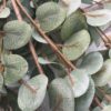 eucalyptus-hanging-greenery