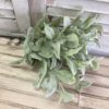 Grand Bay Lamb’s Ear Bush Greenery