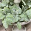 Grand Bay Greenery Large Wreath Grand Bay Greenery Large Wreath
