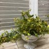 Bog Pimpernickel Greenery Collection