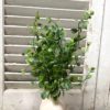 Seraph Vine Greenery 14″ Bush