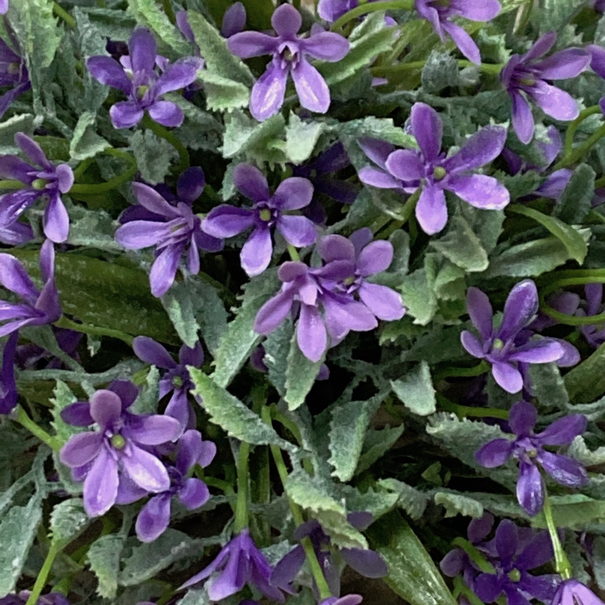 Bud Love Greenery with Small Purple Flowers Half Spheres