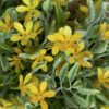 Meadow Blossom Faux Floral Half Sphere (Yellow) Meadow Blossom Faux Floral Half Sphere (Yellow)