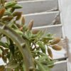 Shiloh Leaves Small Wreath and Candle Ring Shiloh Leaves Small Wreath and Candle Ring