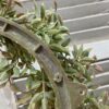 Shiloh Leaves Small Wreath and Candle Ring
