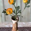 Lenten Rose Sunrise Stem