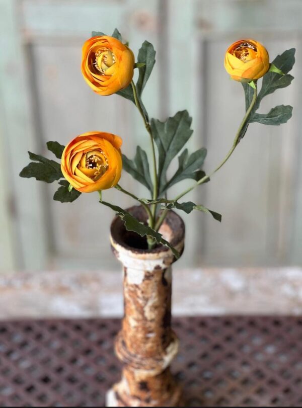 Lenten Rose Sunrise Stem