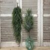 Bent Bough Cedar Bent Bough Cedar