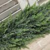 Bent Bough Cedar Drop