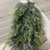 Bent Bough Cedar Spray Bent Bough Cedar Spray
