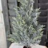Bent Bough Cedar Spray