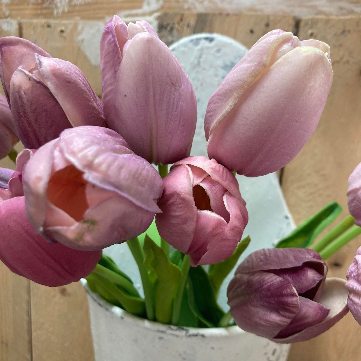 Spring Tulips