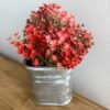 Gathered Garden Soft Red Stem Bush Gathered Garden Soft Red Stem Bush