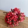 Gathered Garden Soft Red Stem Bush Gathered Garden Soft Red Stem Bush