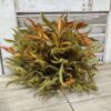 Smilax Shade Autumn Foliage Half Sphere Smilax Shade Autumn Foliage Half Sphere