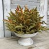 Smilax Shade Autumn Foliage Half Sphere on rustic cream holder Smilax Shade Autumn Foliage Half Sphere on Bird Feeder Holder