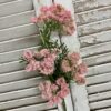 Queens Lace Pink Flowers on tall Green Stems