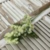 Queens Lace Cream Flowers on tall Green Stems