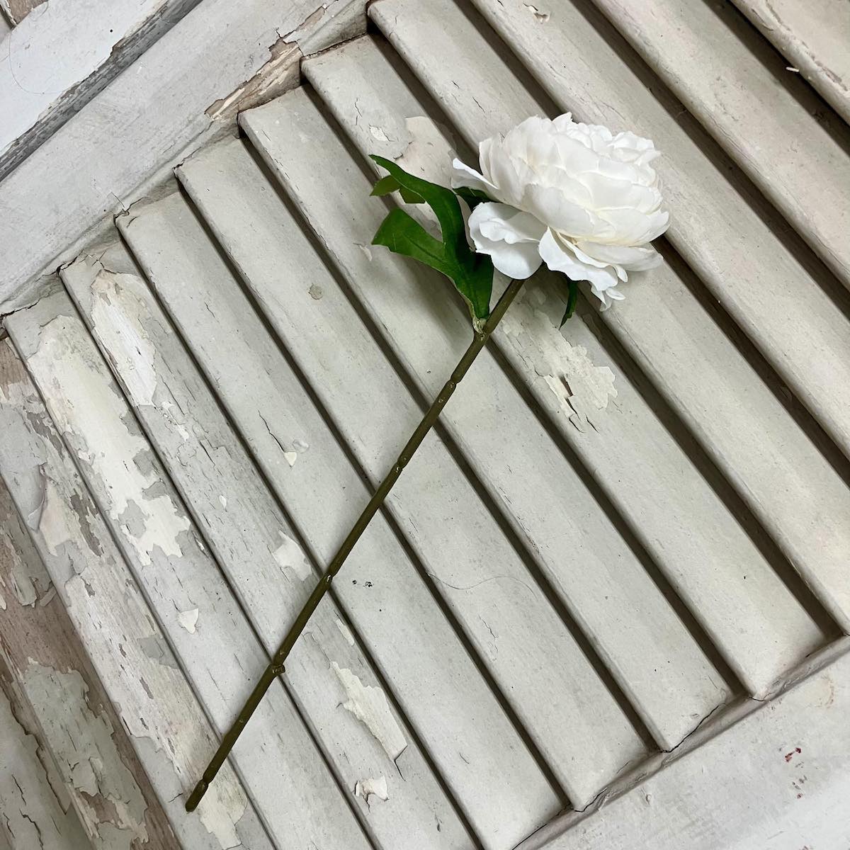 White Peony Stem