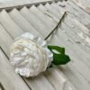 White Peony Stem White Peony Stem