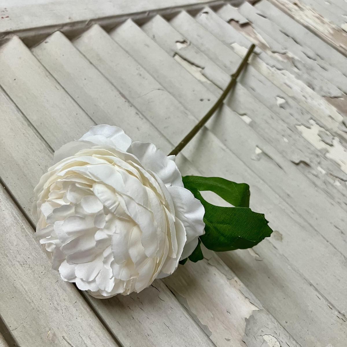 White Peony Stem