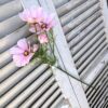 Tall Pink Cosmo Floral Stems Tall Pink Cosmo Floral Stems