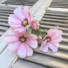 Tall Pink Cosmo Floral Stems Tall Pink Cosmo Floral Stems