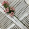 Queens Lace Pink Flowers on tall Green Stems