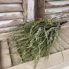 Ever After Sage Greenery Bush