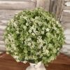 Elfin White Blooms and Greenery Half Sphere Elfin White Blooms and Greenery Half Sphere