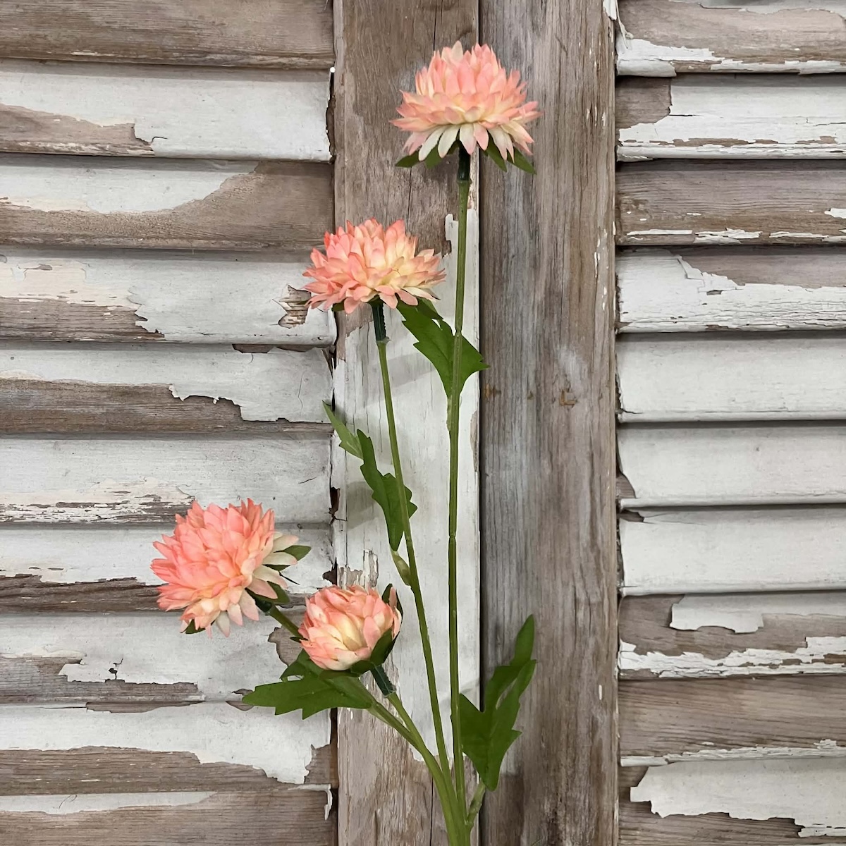 Miriam Sorbet Mums 23" Stems