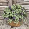 Heirloom Lavender Sage & Boxwood Half Sphere Heirloom Lavender Sage & Boxwood Half Sphere